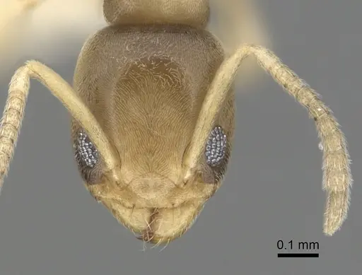 Tapinoma indicum specimen