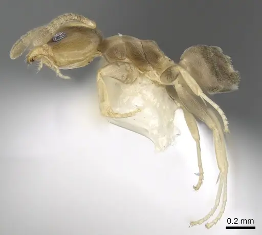 Tapinoma indicum specimen