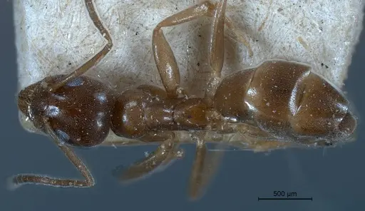 Tapinoma israele specimen