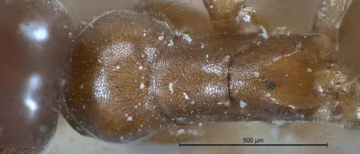 Tapinoma israele specimen