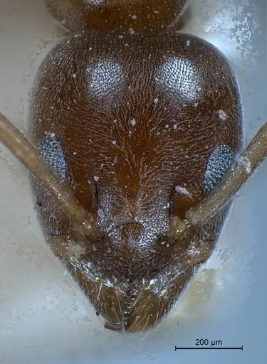 Tapinoma israele specimen