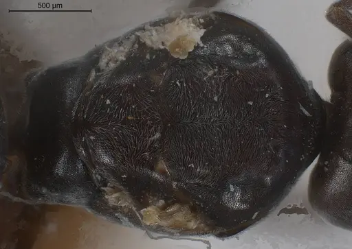 Tapinoma karavaievi specimen