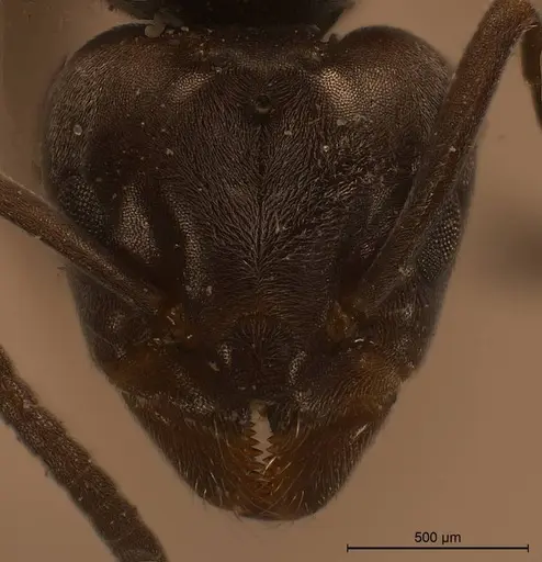 Tapinoma karavaievi specimen