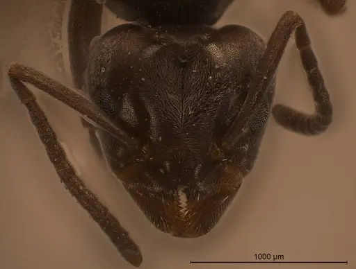 Tapinoma karavaievi specimen