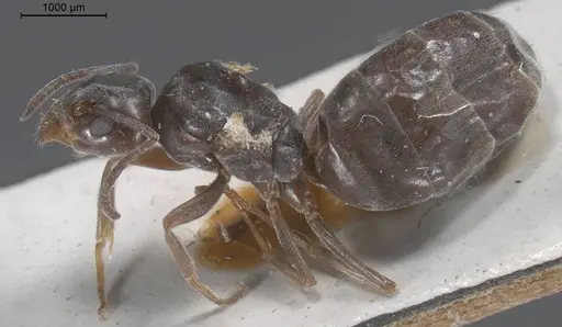 Tapinoma karavaievi - ANTWEB1008472