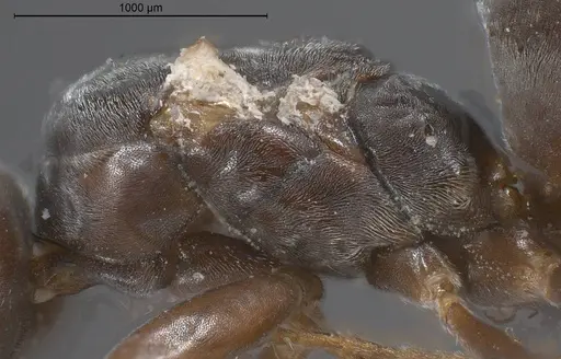 Tapinoma karavaievi - ANTWEB1008472