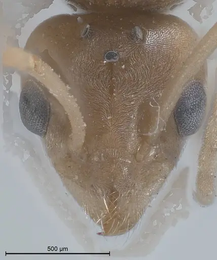 Tapinoma karavaievi - ANTWEB1008473