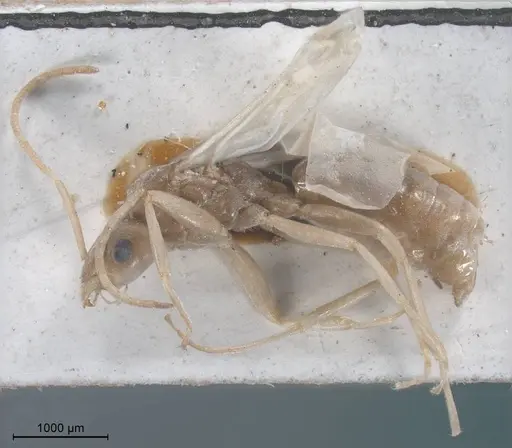 Tapinoma karavaievi - ANTWEB1008473