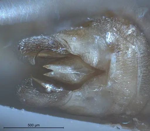 Tapinoma karavaievi - ANTWEB1008473