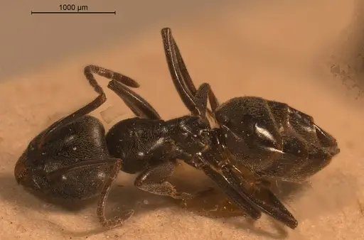 Tapinoma karavaievi - ANTWEB1008474