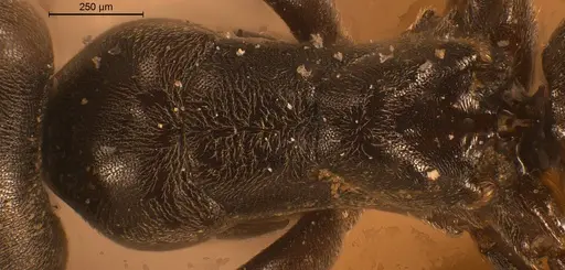 Tapinoma karavaievi - ANTWEB1008474