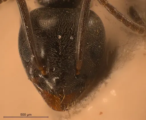 Tapinoma karavaievi - ANTWEB1008474