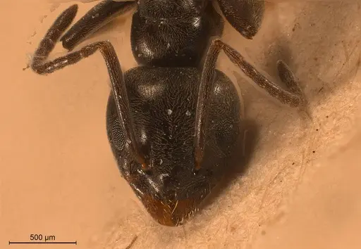 Tapinoma karavaievi - ANTWEB1008474