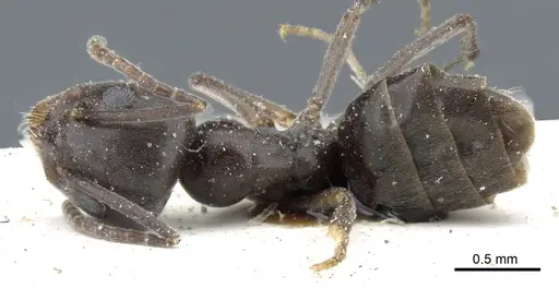 Tapinoma karavaievi - CASENT0904019