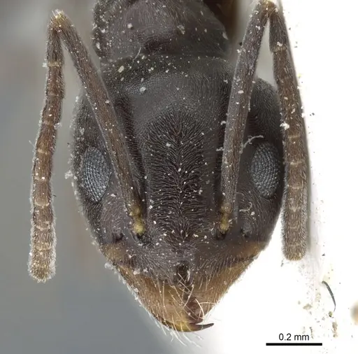 Tapinoma karavaievi - CASENT0904019