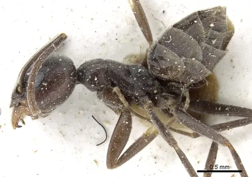 Tapinoma karavaievi - CASENT0904019