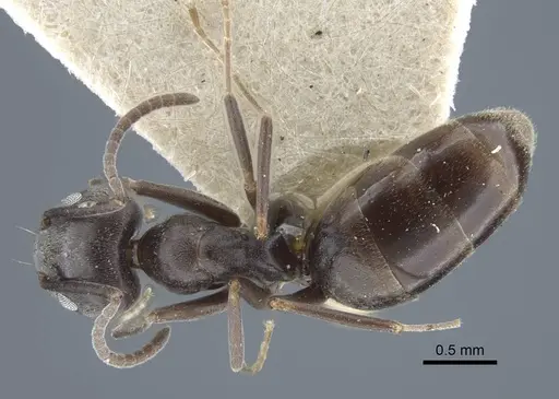 Tapinoma karavaievi - CASENT0917138