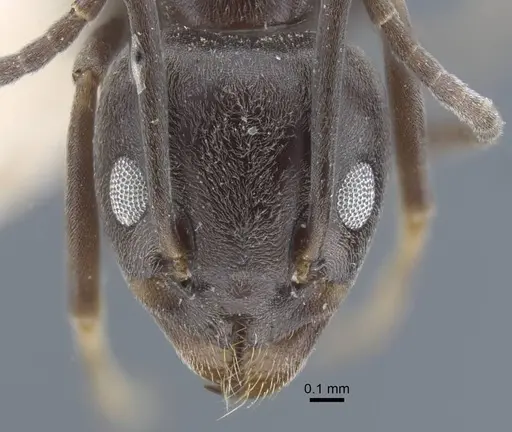 Tapinoma karavaievi - CASENT0917138