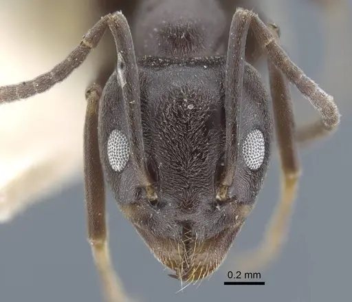 Tapinoma karavaievi - CASENT0917138