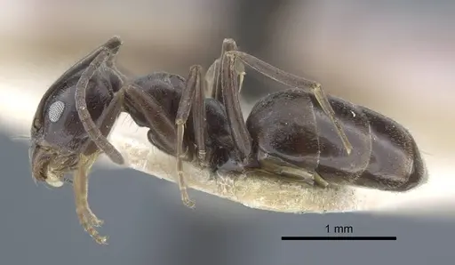 Tapinoma karavaievi - CASENT0917138