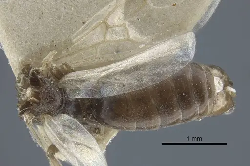 Tapinoma karavaievi - CASENT0917139