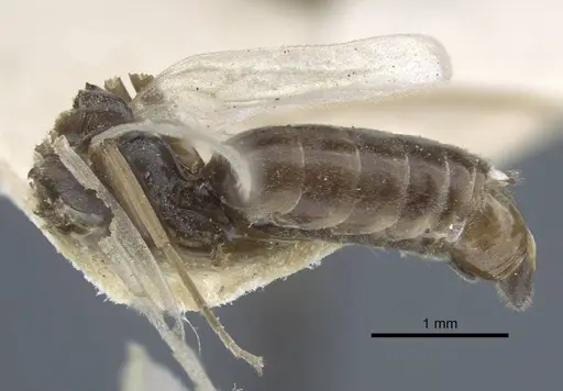 Tapinoma karavaievi - CASENT0917139