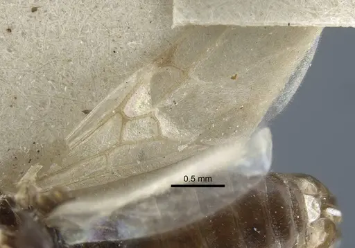 Tapinoma karavaievi - CASENT0917139