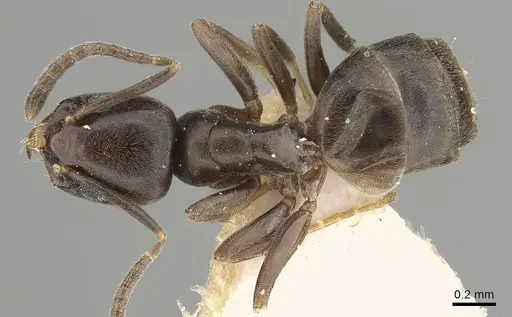 Tapinoma kinburni specimen