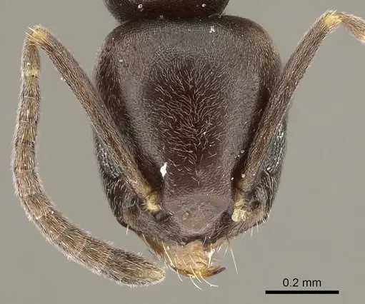 Tapinoma kinburni specimen