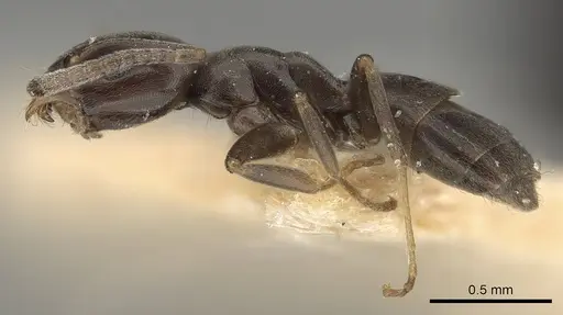 Tapinoma kinburni specimen