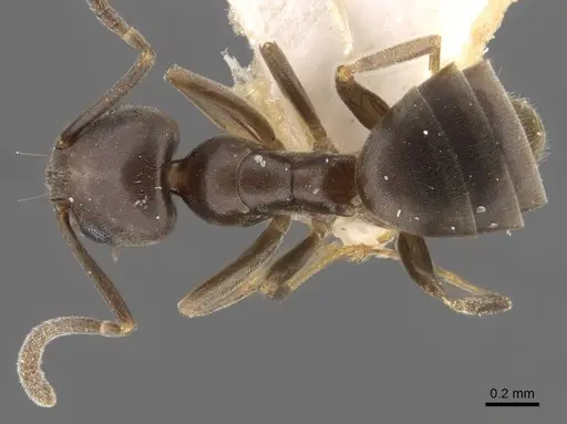 Tapinoma kinburni - CASENT0917470