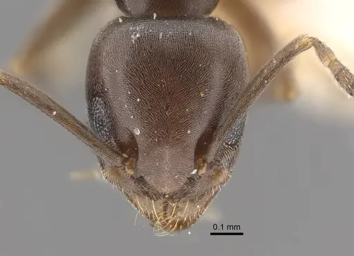 Tapinoma kinburni - CASENT0917470