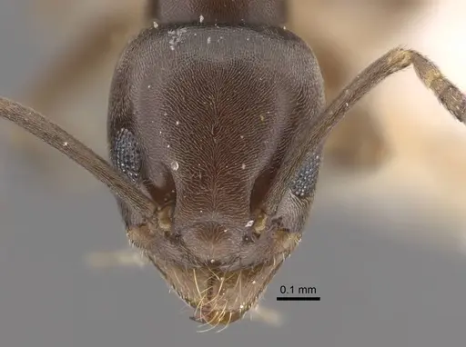 Tapinoma kinburni - CASENT0917470