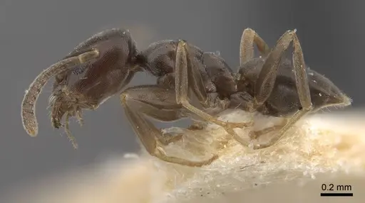 Tapinoma kinburni - CASENT0917470