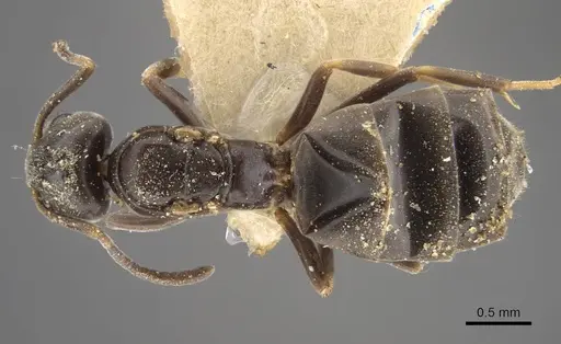 Tapinoma kinburni - CASENT0917471