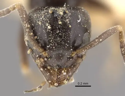 Tapinoma kinburni - CASENT0917471