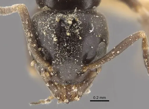 Tapinoma kinburni - CASENT0917471