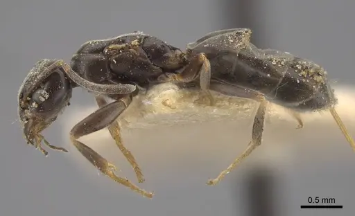 Tapinoma kinburni - CASENT0917471