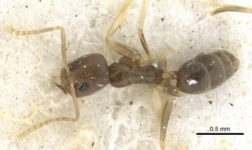 Tapinoma lugubre specimen