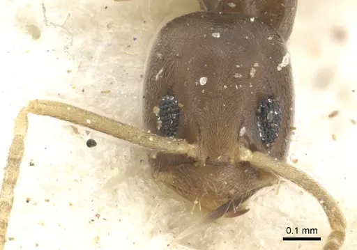 Tapinoma lugubre specimen