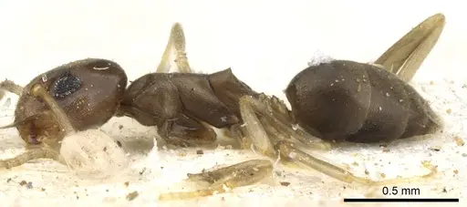 Tapinoma lugubre specimen