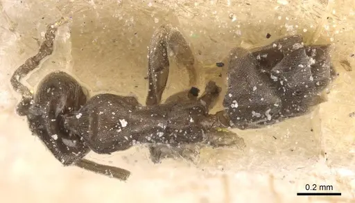 Tapinoma lugubre - CASENT0911569