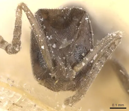 Tapinoma lugubre - CASENT0911569