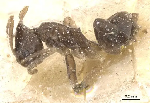 Tapinoma lugubre - CASENT0911569