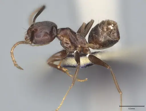 Tapinoma luridum specimen