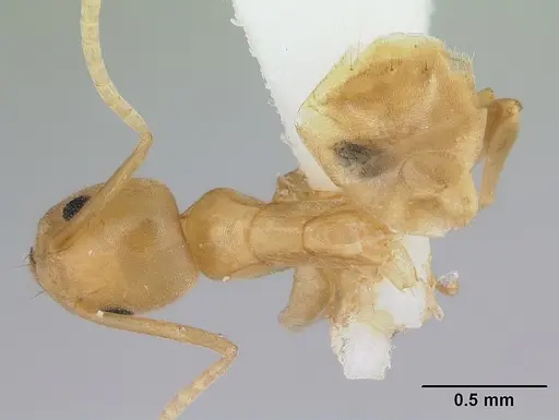 Tapinoma luteum specimen