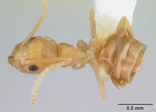 Tapinoma luteum - CASENT0178241