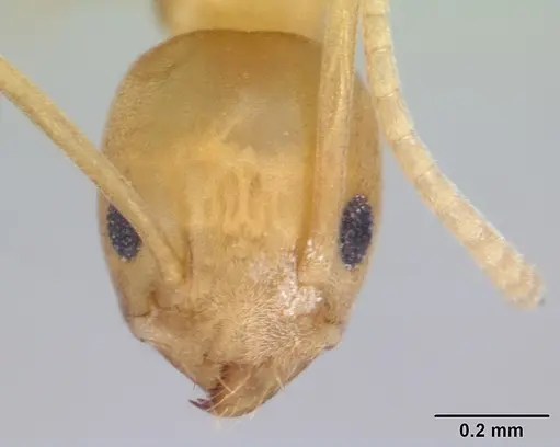 Tapinoma luteum - CASENT0178241