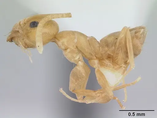 Tapinoma luteum - CASENT0178241