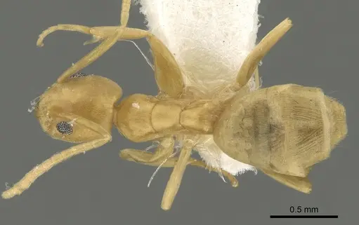 Tapinoma luteum - CASENT0280676